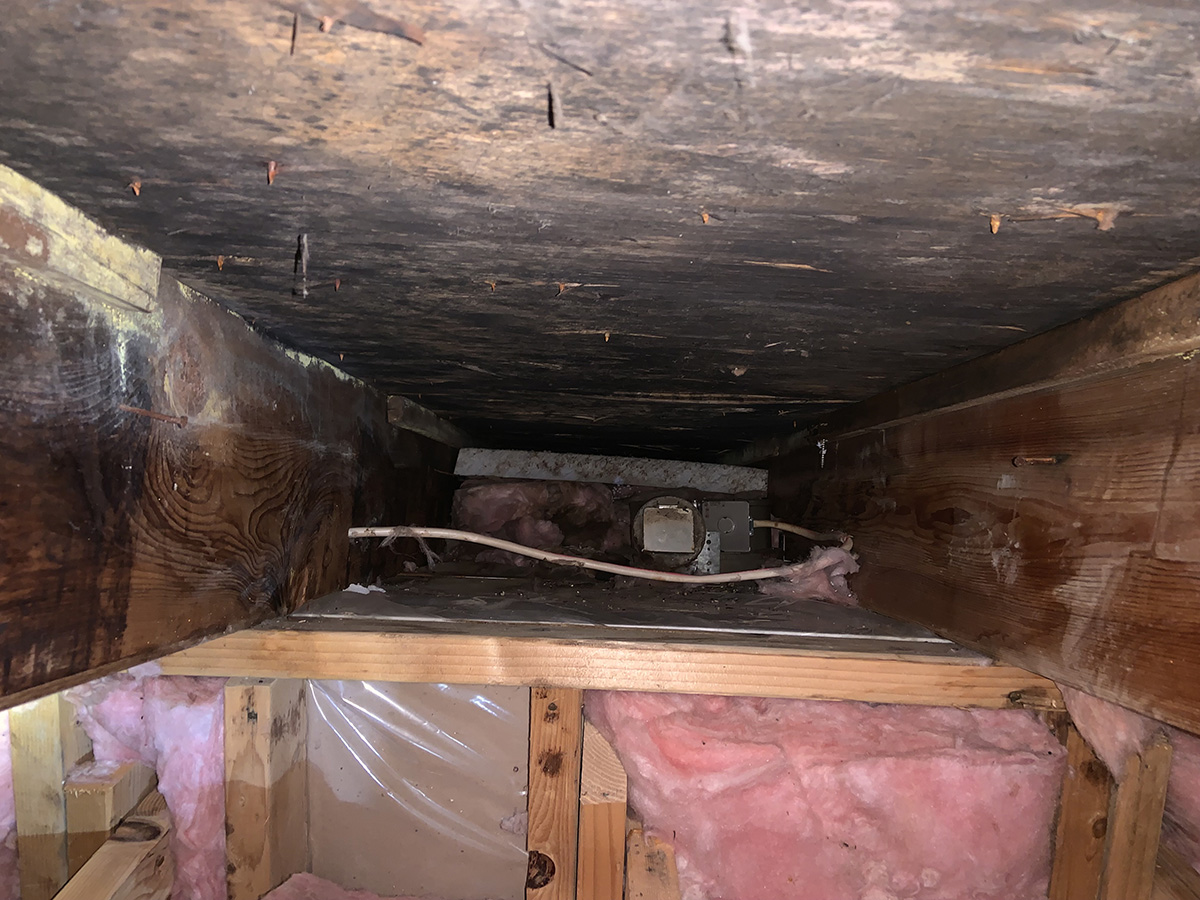 attic mold